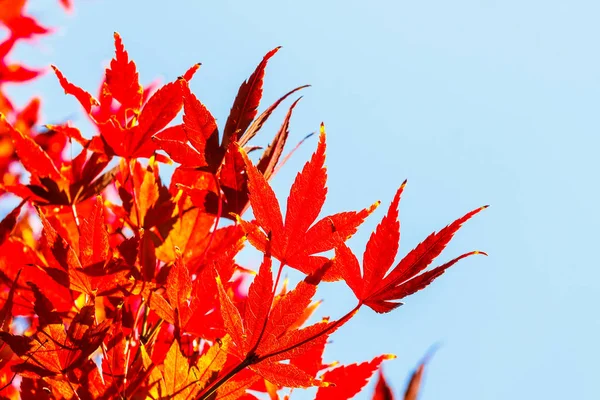 Όμορφα Κόκκινα Φύλλα Σφενδάμου Στη Φύση Φθινόπωρο — Φωτογραφία Αρχείου