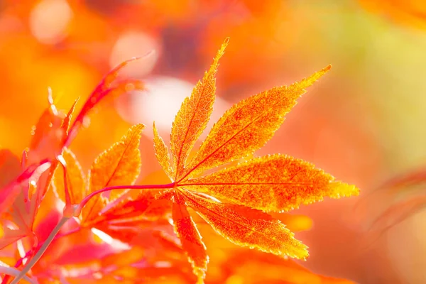 Hermosas Hojas Arce Rojo Naturaleza Otoño — Foto de Stock