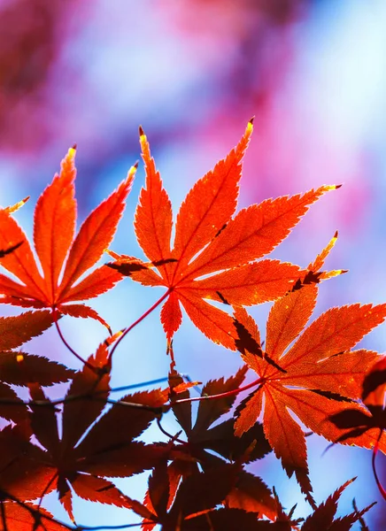 Kleurrijke Herfst Met Prachtige Zon Ochtend — Stockfoto