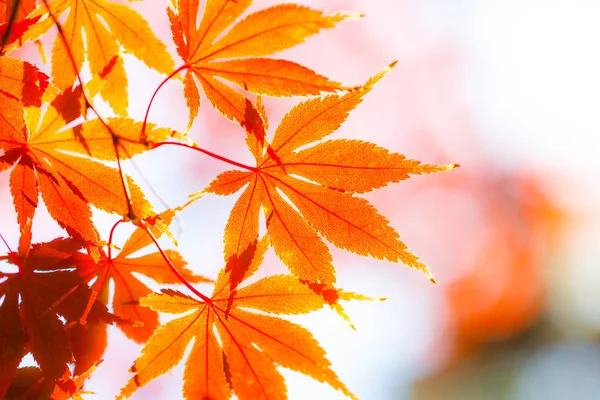 Krásné Červené Javorové Listy Přírodě Podzim — Stock fotografie