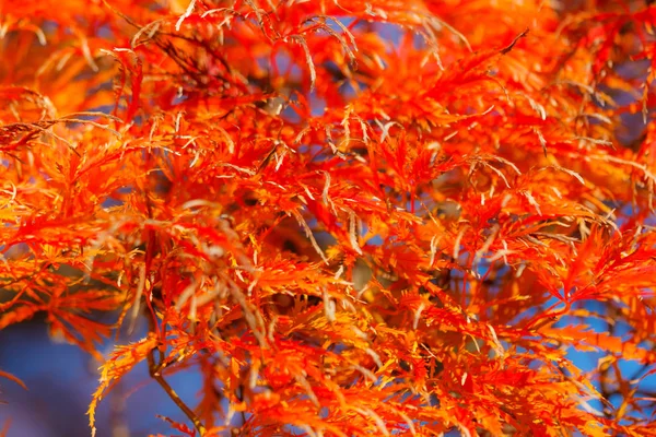 Herbstrot Schöne Herbstliche Park Natur — Stockfoto