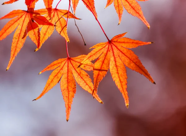 Maple Färgförändring Vintern Japan — Stockfoto
