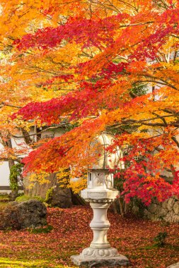 Japonya akçaağaç renk değişikliği kışın.