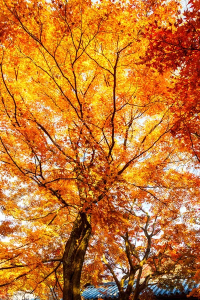 Ahornbaum Herbst Schön Natürlich Tag — Stockfoto