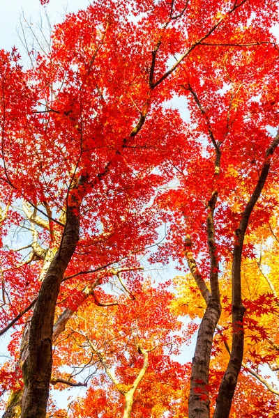 Árbol Arce Otoño Hermoso Naturalmente Día — Foto de Stock