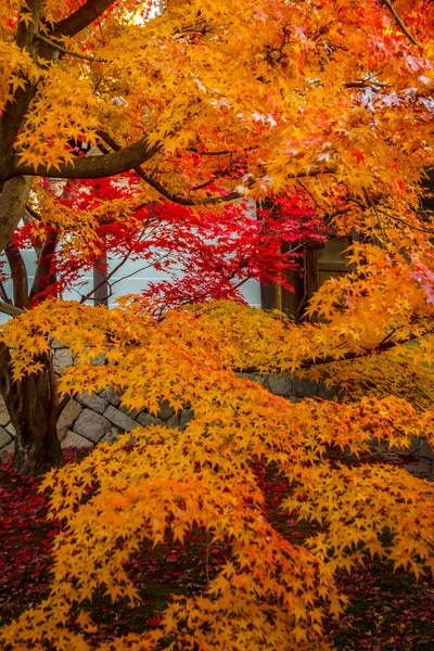 Árbol Arce Otoño Hermoso Naturalmente Día — Foto de Stock