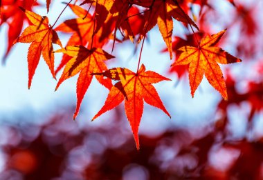 Japonya akçaağaç renk değişikliği kışın.