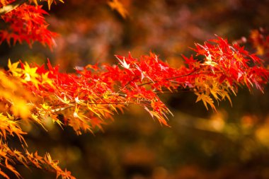 Doğal olarak günde güzel sonbaharda akçaağaç ağaç