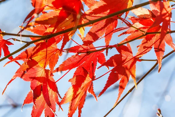 Όμορφα Κόκκινα Φύλλα Σφενδάμου Στη Φύση Φθινόπωρο — Φωτογραφία Αρχείου