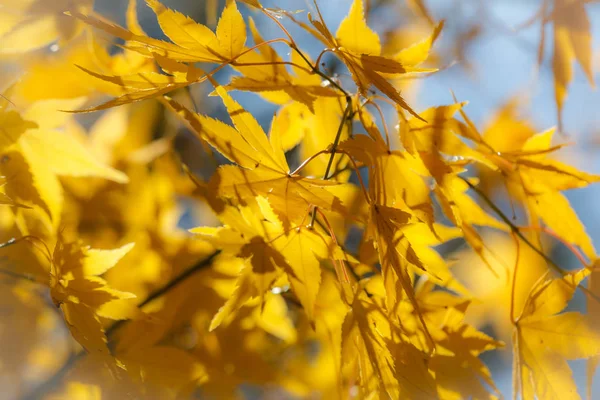 Όμορφο Κίτρινο Πλατανόφυλλο Στη Φύση Χειμώνα Στην Ιαπωνία — Φωτογραφία Αρχείου