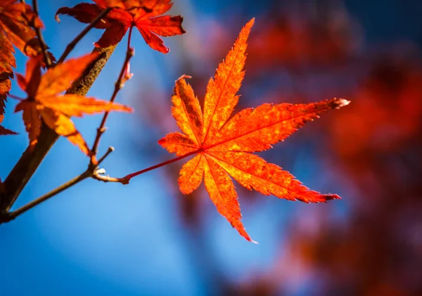Röda Lönnlöv Faller Mossgolvet Vilket Ett Vackert Grönt Ljus Hösten — Stockfoto