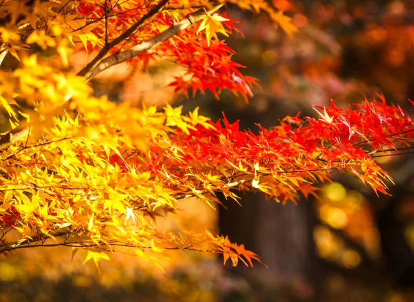 Klonu Jesienią Piękne Naturalnie Ciągu Dnia — Zdjęcie stockowe