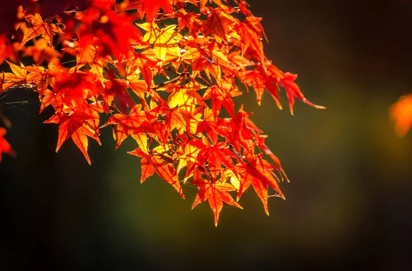 Ahornbaum Herbst Schön Natürlich Tag — Stockfoto