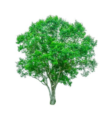 Çalılar, beyaz arka plan