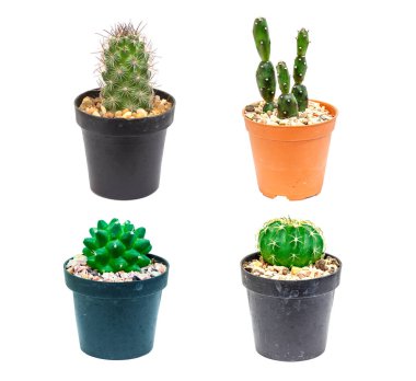 Çiçek saksısındaki kaktüs beyaz arka planda izole edilmiş.