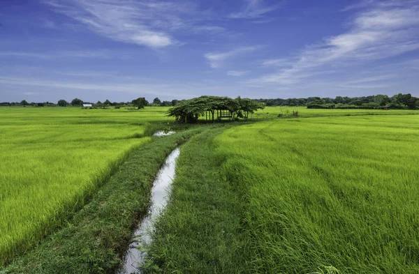 Rizs termesztése Thaiföldön. — Stock Fotó