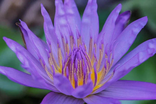 Красивый фиолетовый цветок лотоса . — стоковое фото