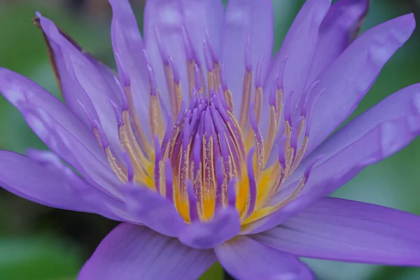 Beautiful purple lotus flower image. — Stock Photo, Image