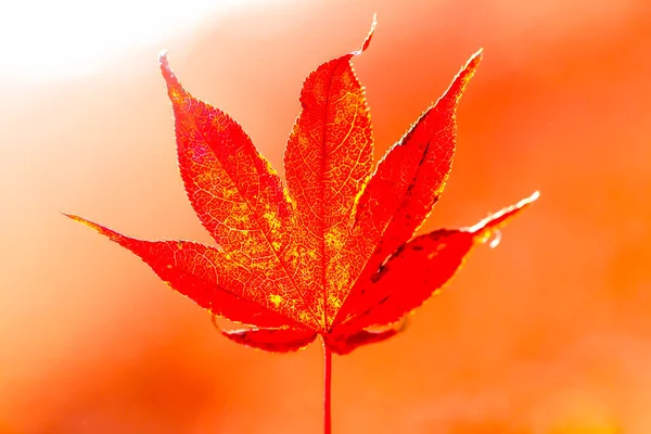 Maple αλλαγή χρώματος όμορφη — Φωτογραφία Αρχείου