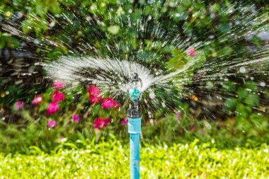 Bitki yetiştirmek için bahar sulama bitkileri