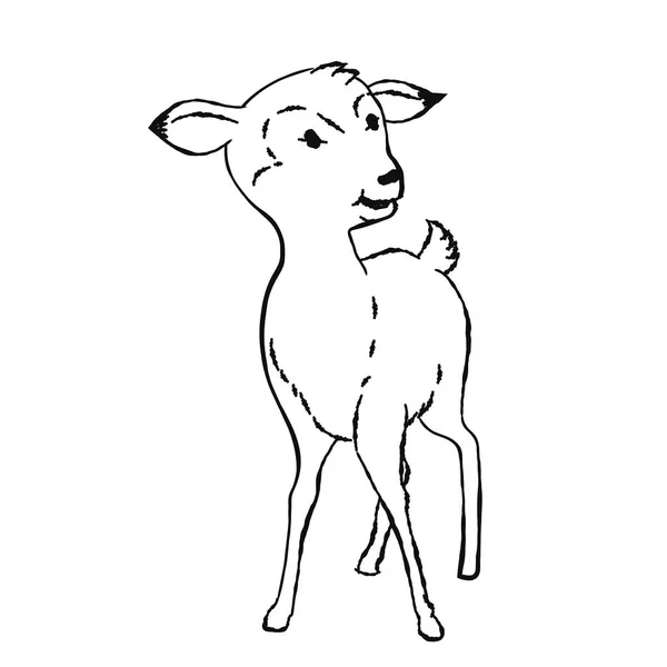 Illustratie Van Een Hert Schattige Baby Dieren Kleuren Fawn Drawn — Stockvector