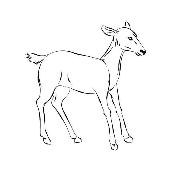 Ilustrace Jeleny Roztomilá Zvířata Zbarvení Fawn Ručně Kreslené Vektorové — Stockový vektor