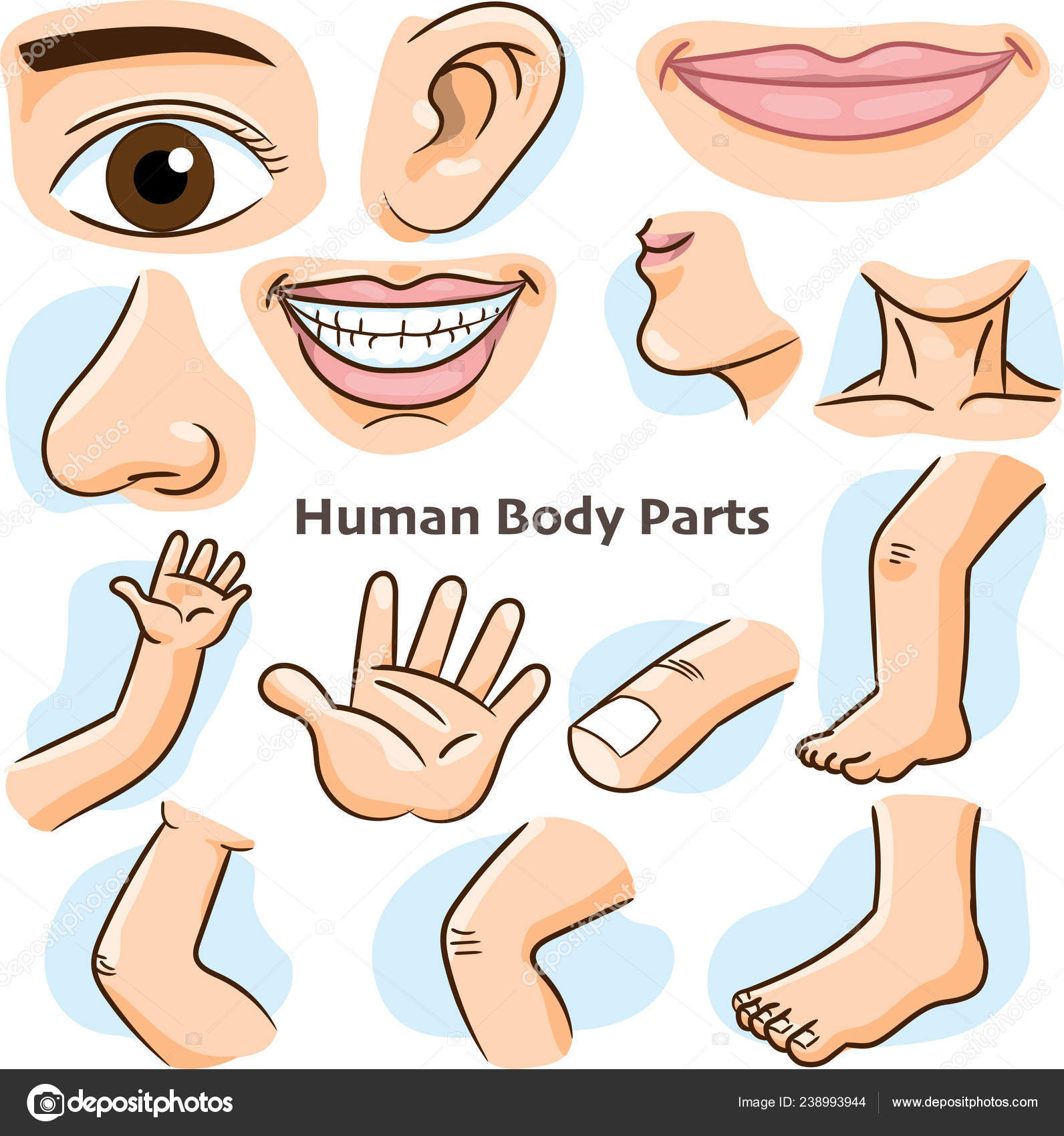 Human Body Parts Different Parts Body Teaching Body Details Cartoon Stock  Vector Image by © #238993944