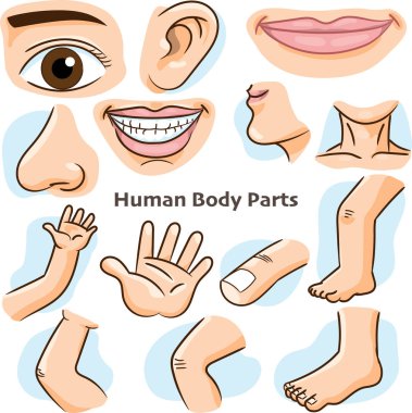 Human body parts, different parts of the body for teaching. Body details, cartoon flat design - Vector Illustration. clipart