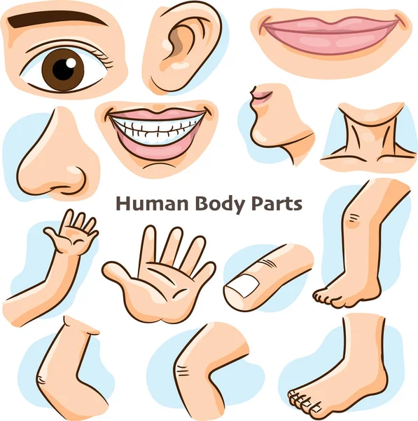 Körperteile Des Menschen Verschiedene Körperteile Für Den Unterricht Körperdetails Cartoon — Stockvektor