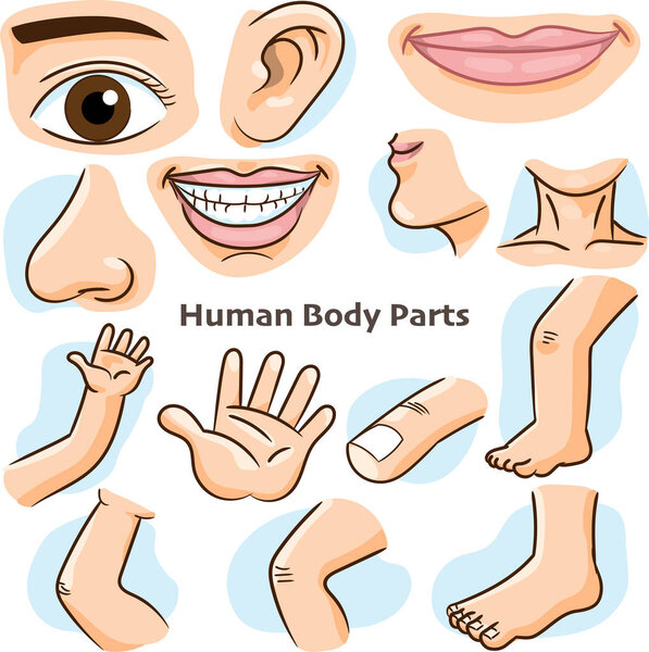 Human body parts, different parts of the body for teaching. Body details, cartoon flat design - Vector Illustration.