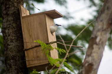 Bali myna, olarak da bilinen Rothschild'in sığırcık, Bali starling veya yerel olarak bilinen jalak Bali, Bali sığırcık, orta ölçekli, tıknaz myna, neredeyse tamamen beyaz bir uzun, sarkık sorguç ve kanatları ve kuyruğu siyah ipuçları olduğunu.