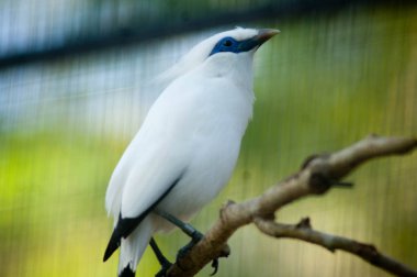 Bali myna, olarak da bilinen Rothschild'in sığırcık, Bali starling veya yerel olarak bilinen jalak Bali, Bali sığırcık, orta ölçekli, tıknaz myna, neredeyse tamamen beyaz bir uzun, sarkık sorguç ve kanatları ve kuyruğu siyah ipuçları olduğunu.