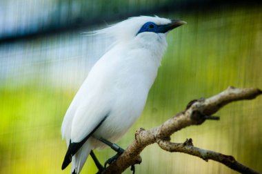 Bali myna, olarak da bilinen Rothschild'in sığırcık, Bali starling veya yerel olarak bilinen jalak Bali, Bali sığırcık, orta ölçekli, tıknaz myna, neredeyse tamamen beyaz bir uzun, sarkık sorguç ve kanatları ve kuyruğu siyah ipuçları olduğunu.