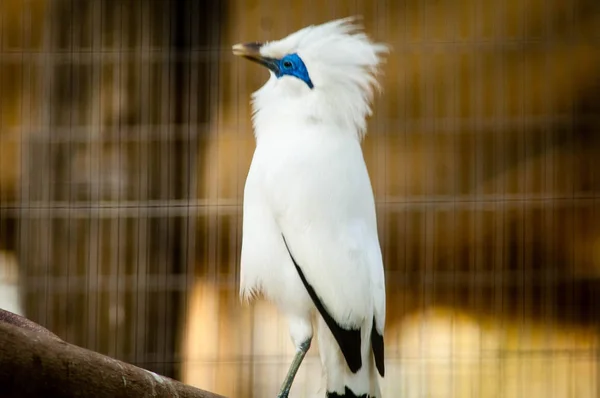 Die Bali Myna Auch Bekannt Als Rothschild Mynah Bali Starling — Stockfoto