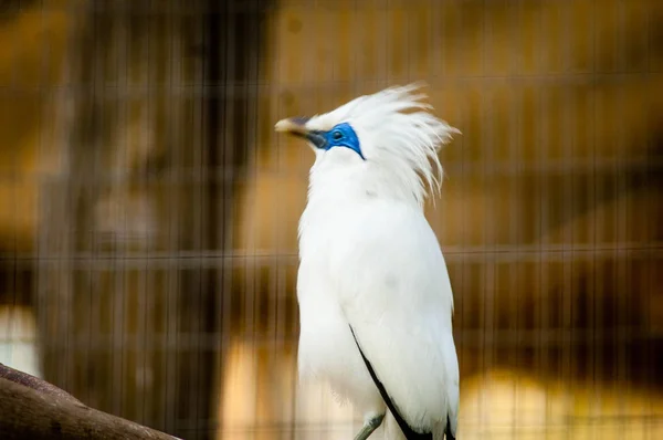 Bali Myna Ook Bekend Als Rothschild Mynah Balispreeuw Bali Mynah — Stockfoto