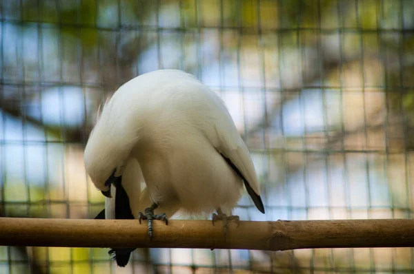 Μπαλί Myna Επίσης Γνωστή Rothschild Mynah Bali Starling Mynah Μπαλί — Φωτογραφία Αρχείου