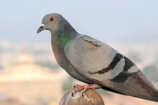 Taube Taube Vogel Tier — Stockfoto