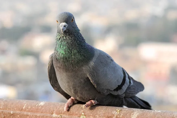 Taube Taube Vogel Tier — Stockfoto