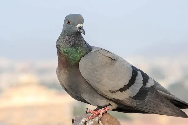 Güvercin Güvercin Kuş Hayvan — Stok fotoğraf