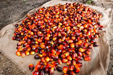 Palm yağ sanayi ve plantasyon Endonezya