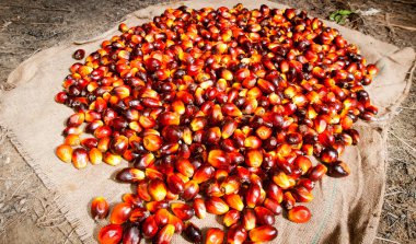 Palm yağ sanayi ve plantasyon Endonezya