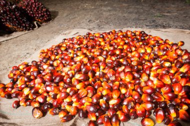 Palm yağ sanayi ve plantasyon Endonezya