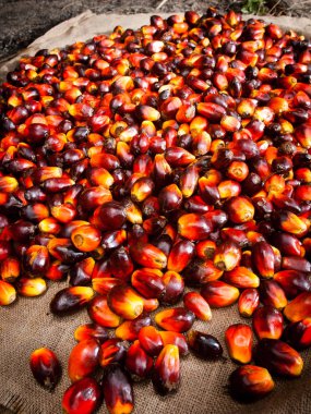 Palm yağ sanayi ve plantasyon Endonezya