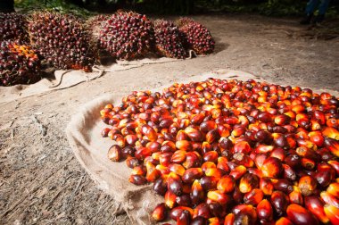 Palm yağ sanayi ve plantasyon Endonezya