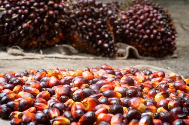 Palm yağ sanayi ve plantasyon Endonezya