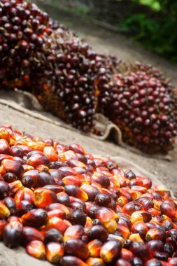 Palm yağ sanayi ve plantasyon Endonezya