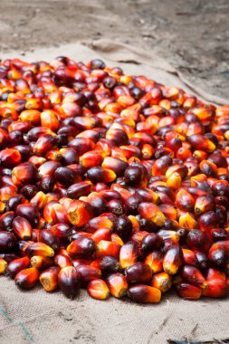 Palm yağ sanayi ve plantasyon Endonezya