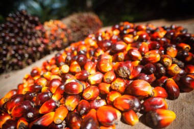 Palm yağ sanayi ve plantasyon Endonezya