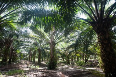 Hurma yağı saç ekimi Borneo Endonezya