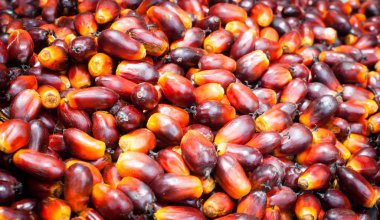 Palm yağ sanayi ve plantasyon Endonezya